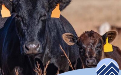 A Guide to Livestock Insurance with AgripSompo North America